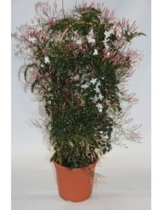 Jazmin chino a partir de 9,60€ en Germigarden 2