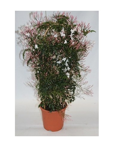 Gessamí Polyanthum