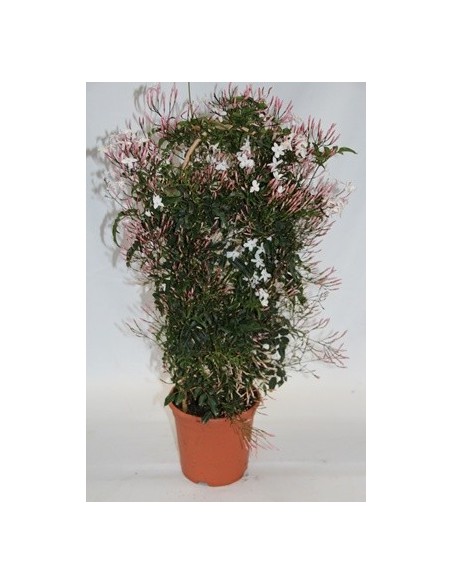 Jazmin chino a partir de 9,60€ en Germigarden