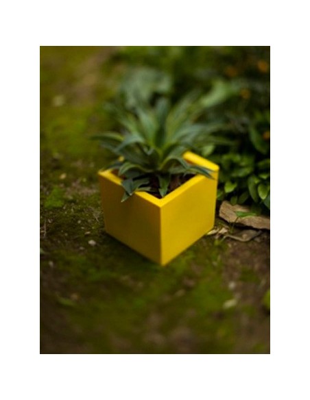 Test quadrat de resina Narciso