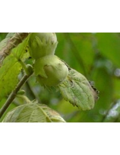 Noisettes de 2 ans à 18,95€ chez Germigarden