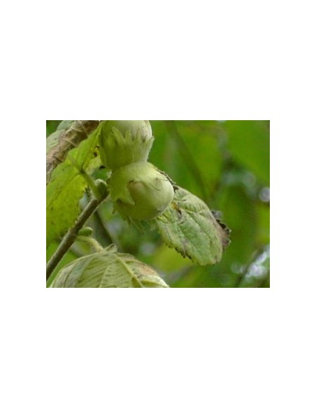Compre Aveleira 2 anos por € 18,95 em Germigarden
