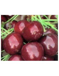 Cirerer Burlat per 17.95€ a Germigarden