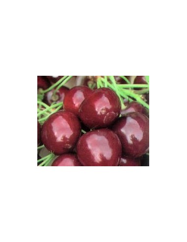 Cirerer Burlat per 17.95€ a Germigarden