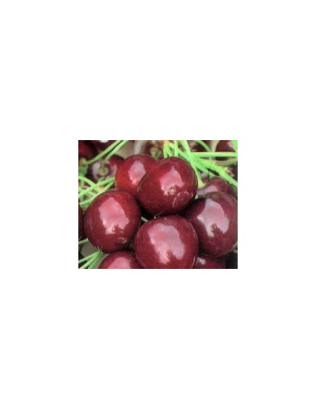 Cerezo Burlat de 2 años por 17.95€ en Germigarden