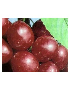 Cerezo Starking de 2 años por 17.95€ en Germigarden