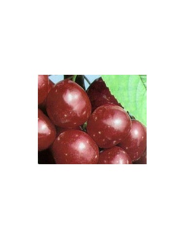 Cirerer Starking per 17.95€ a Germigarden