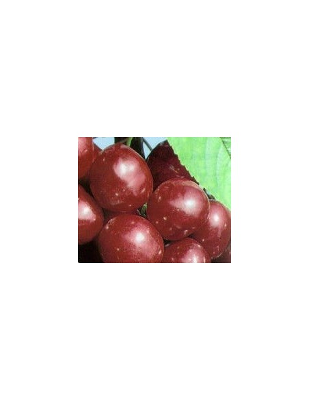 Cirerer Starking per 17.95€ a Germigarden