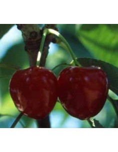Cerisier Sumit de 2 ans à 17,95€ chez Germigarden