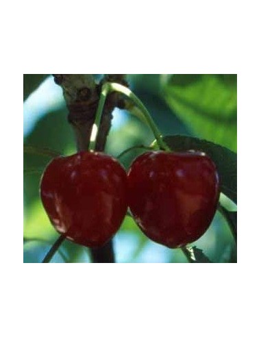 Cerisier Sumit de 2 ans à 17,95€ chez Germigarden