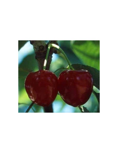 Cirerer Sumit per 17.95€ a Germigarden