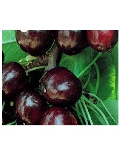 Cerezo Picota de 2 años por 17.95€ en Germigarden