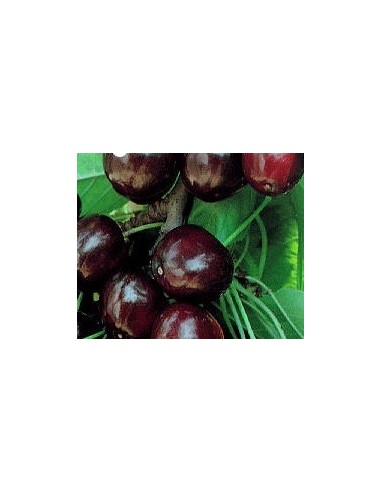Cerisier Picota de 2 ans à 17,95€ chez Germigarden