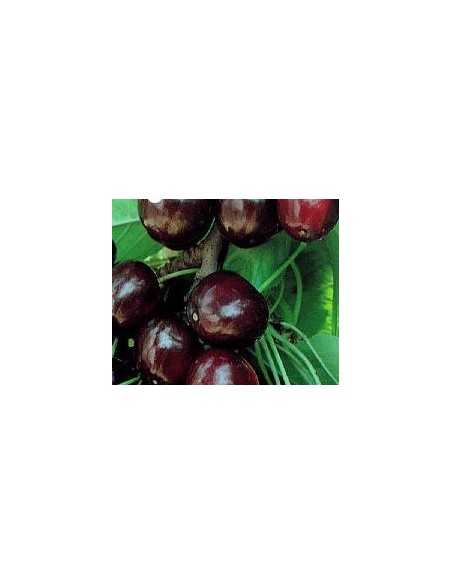 Cirerer Picota per 17.95€ a Germigarden