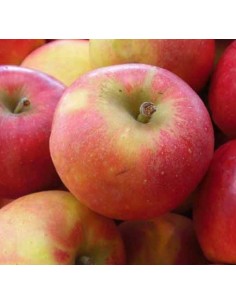 Macieira Fuji de 2 anos por € 17,95 em Germigarden