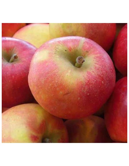 Macieira Fuji de 2 anos por € 17,95 em Germigarden