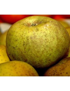 Pommier Reineta de 2 ans à 17,95€ chez Germigarden