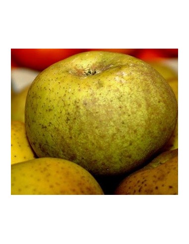 Pommier Reineta de 2 ans à 17,95€ chez Germigarden