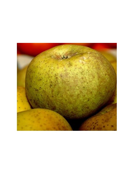 Compre Macieira Reineta 2 anos por € 17,95 em Germigarden
