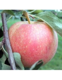 Manzano Royal Gala pour 17,95 € chez Germigarden