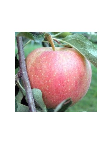 Manzano Royal Gala por 17.95€ en Germigarden