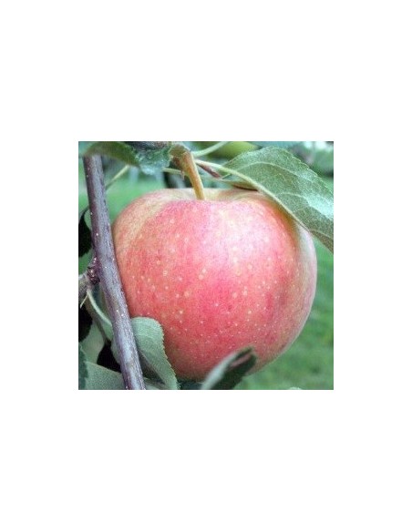 Manzano Royal Gala por 17.95€ en Germigarden