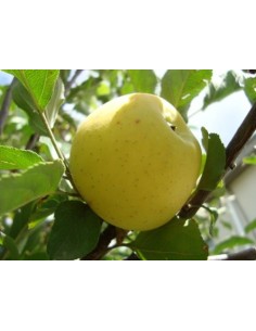 Pomera Golden per 17.95€ a Germigarden