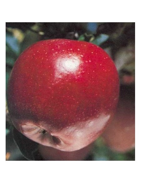 Pommier Starking de 2 ans à 17,95€ chez Germigarden