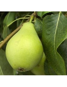 Peral Ercolini de 2 años por 17.95€ en Germigarden