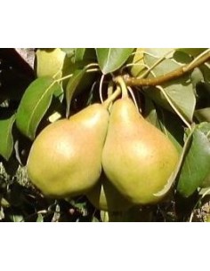 Peral blanquilla de 2 años 17.95€ en Germigarden