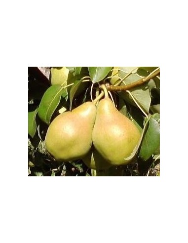 Pereira Blanquilla ou pêra d'água de 2 anos 17,95 € em Germigarden
