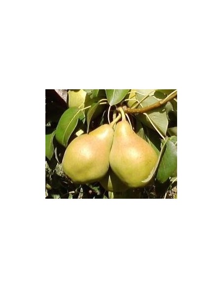 Poire blanche de 2 ans 17,95 € chez Germigarden