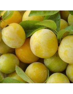 Prune dorée du Japon à 17,95€ chez Germigarden