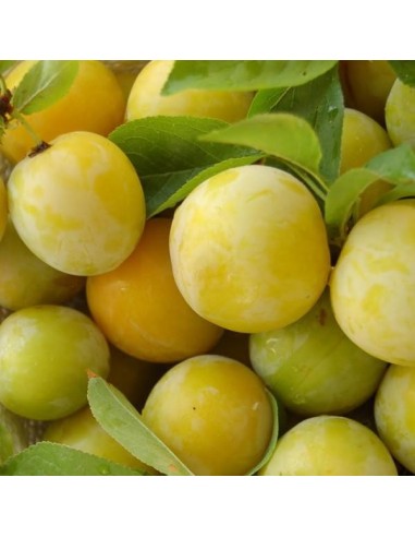 Prune dorée du Japon à 17,95€ chez Germigarden