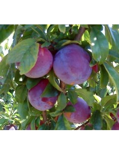 Ciruelo Fortune de 2 años por 17,95€ en Germigarden