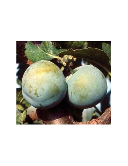 Ciruelo Claudia de 2 años por 17,95€ en Germigarden