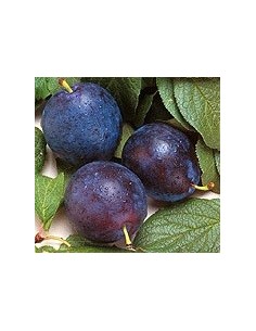 Prunera varietat President 17,95€ a Germigarden