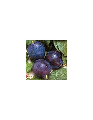 Ciruelo President por 17,95€ en Germigarden