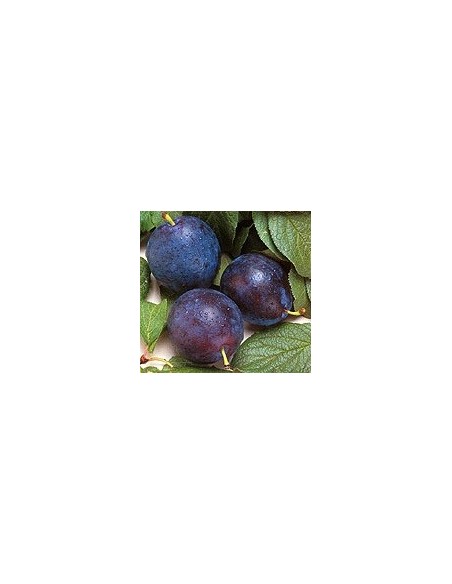 Compre Ameixeira President por € 17,95 em Germigarden