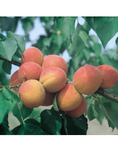 Compre Damasqueiro Galta Roja por € 17,95 em Germigarden