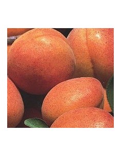Abricotier Paviot à 17,95€ chez Germigarden