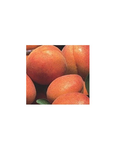 Albercoquer varietat Paviot 17.95€ a Germigarden