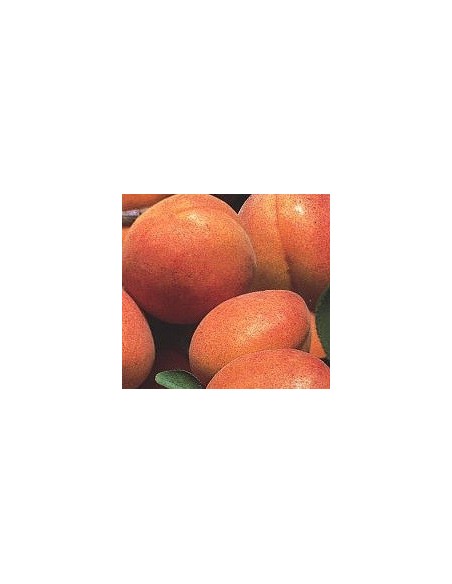 Abricotier Paviot à 17,95€ chez Germigarden