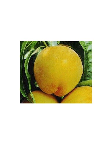 Melocotonero Caterin de 2 años por 17,95€ en Germigarden