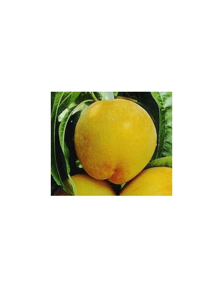 Melocotonero Caterin de 2 años por 17,95€ en Germigarden