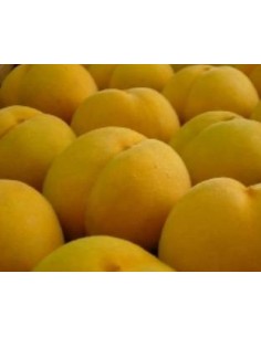 Pessegueiro Andros 2 anos por € 17,95 em Germigarden