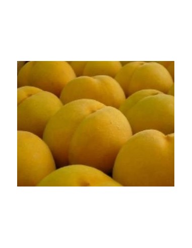 Presseguer Andros per 17,95€ a Germigarden