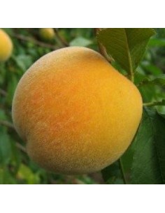 Pessegueiro Calanda 2 anos por € 17,95 em Germigarden