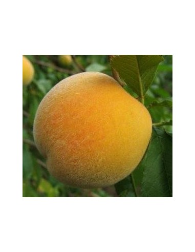 Presseguer Calanda per 17,95€ a Germigarden
