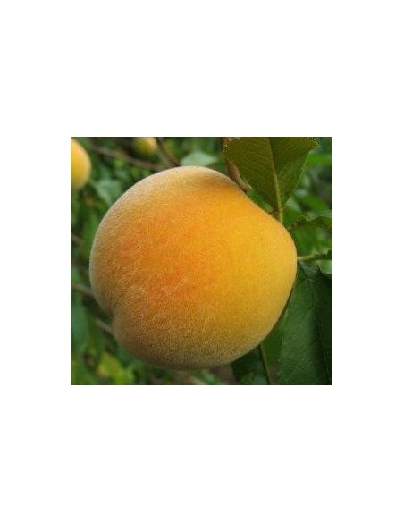 Pêcher Calanda de 2 ans à 17,95€ chez Germigarden